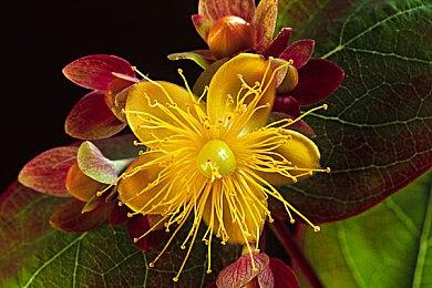 史诗般的太空羊驼冒险：集GameFi 和 NFT 与一体的超级链接《终极羊人杀》打造终极游戏