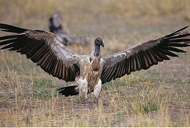 这新PV也太燃了吧！国产肉鸽卡牌RPG《克瑞因的纷争》9月28日发售